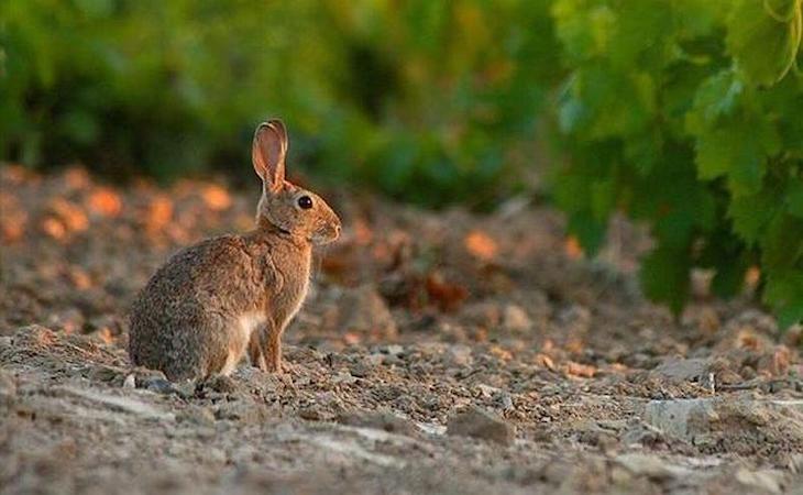 Aragón opina que es esencial la caza de determinadas especies durante los confinamientos perimetrales