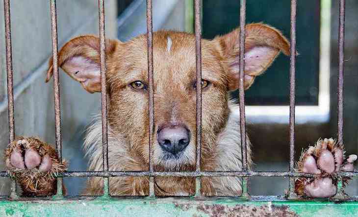 POLICÍAS quieren más ‘contundencia’ contra los delitos contra los animales
