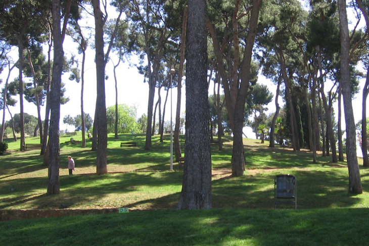 Barcelona identifica unas 1.500 especies de árboles y plantas y 532 de fauna en la ciudad