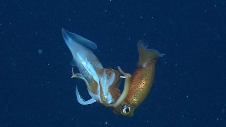 Calamares transparentes en la primera anulación de genes en cefalópodos