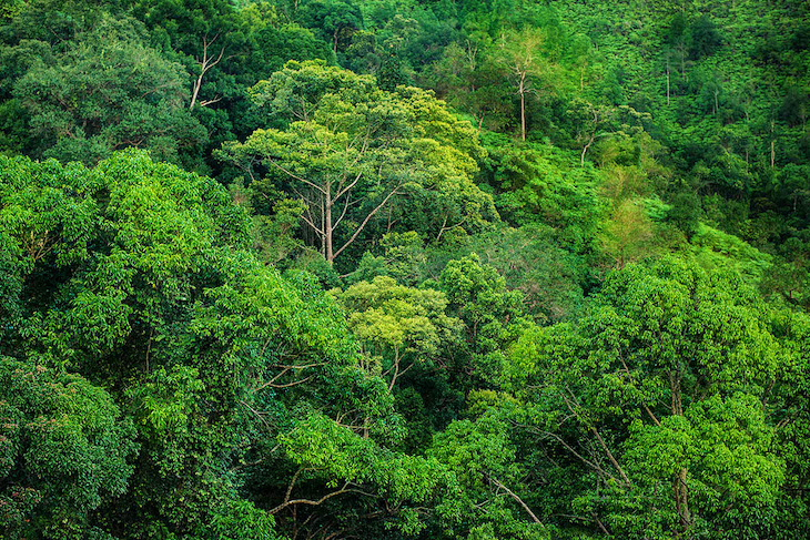 El origen del árbol clado Daniellia solo tiene 50 millones de años