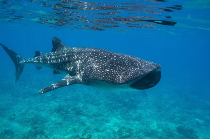 Medir la edad de los tiburones ballena ya es algo sencillo