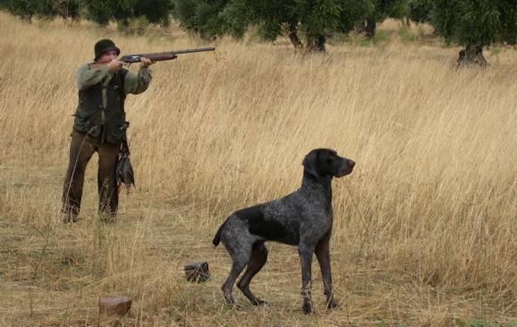 Se debe prohibir expresamente la ‘caza’ durante la alerta sanitaria