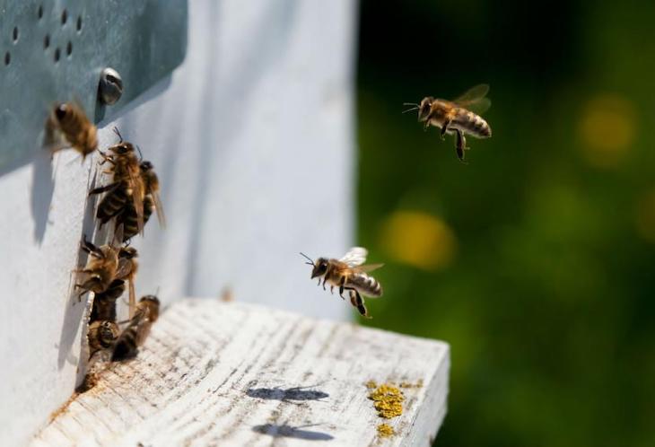 Extremadura precisa medidas de conciliación con el abejaruco en las ayudas a la apicultura