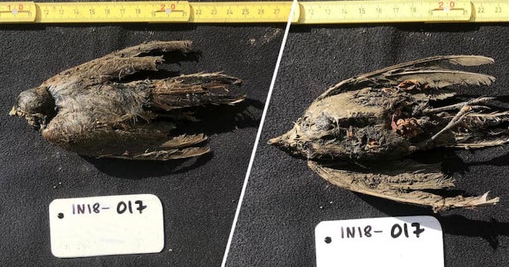 El pájaro que vivió hace 45.000 años