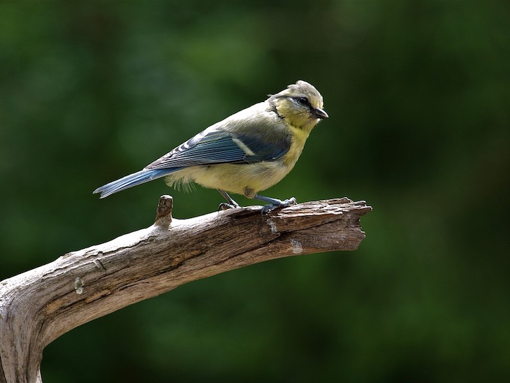 Pájaros aprenden a evitar alimentos no deseables viendo a otros en TV