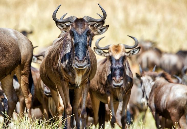 Cartografiando las migraciones de ungulados por todo el Planeta