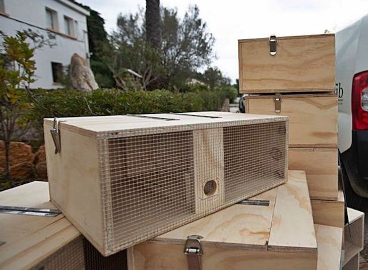 1.400 jaulas en Ibiza para controlar a las especies invasoras