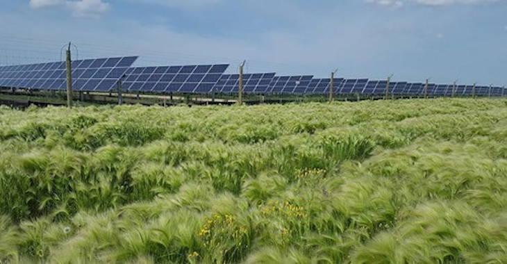 Enel Green Power y ENEA en experimentará con una tecnología innovadora de producción de electricidad fotovoltaica con el cultivo de microalgas
