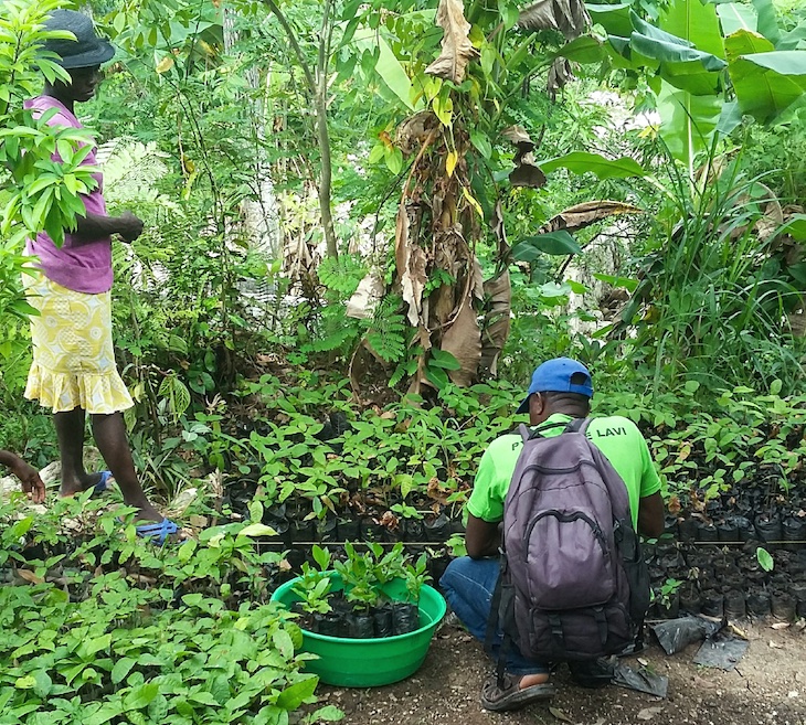 España es el tercer país de Europa con más superficie forestal