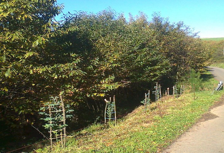 Asturias Solicitamos la moratoria de plantaciones de eucaliptos en Asturias