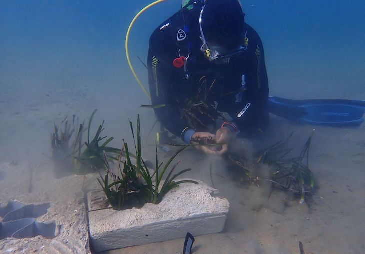 Deepsea Numerical es la nueva empresa de la URV que integra las nuevas tecnologías con el análisis y regeneración de la vida marina