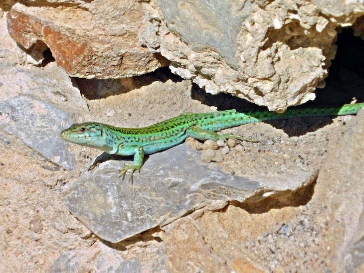 Aportan fondos para la protección de la lagartija y el sapo en Ibiza