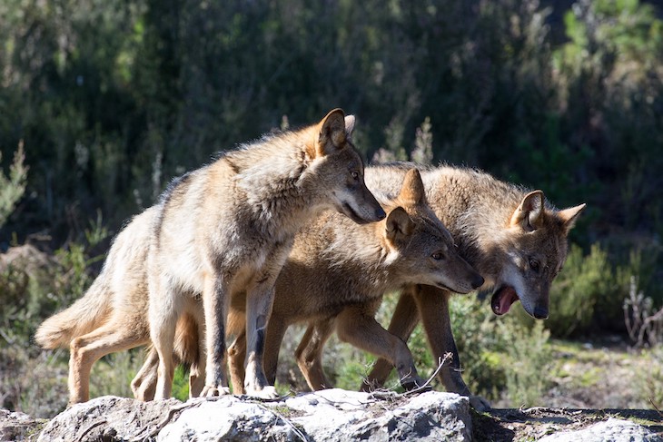España abre el plazo hasta el 26 de febrero para las alegaciones a la protección del lobo ibérico