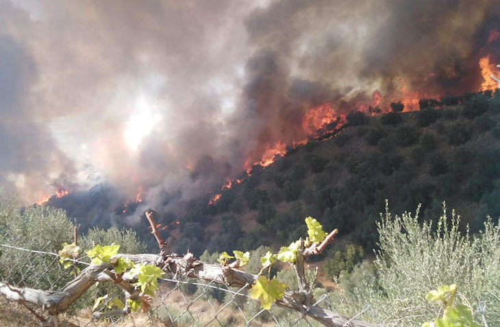 El incendio del Corredor Verde del Guadiamar ha causado una "pérdida importante" de flora y daños en fincas