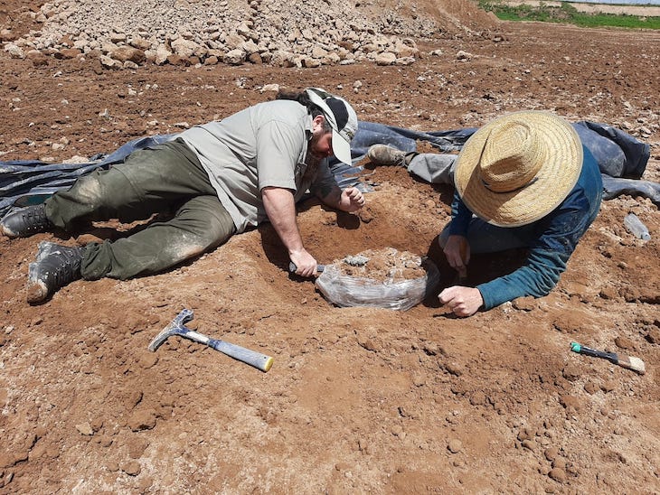 Descubren restos de una osa gigante fósil en Carmen de Areco