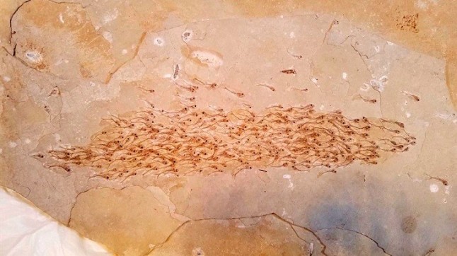 Los peces ya se movían en formación hace 50 millones de años