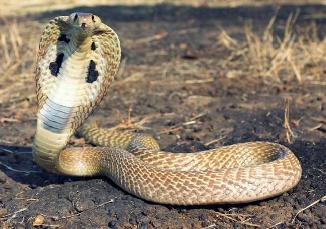 La temida cobra gigante africana son en realidad cinco especies