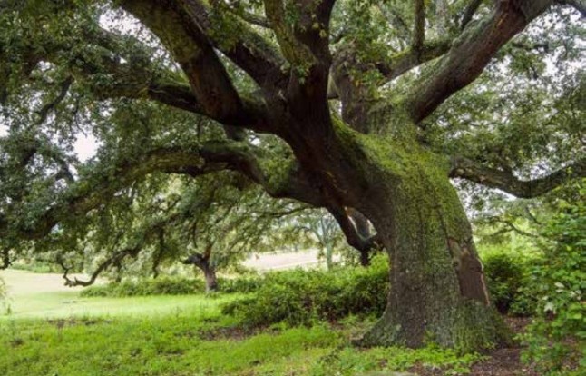 Presentan alegaciones a la modificación de la declaración de Árboles Singulares extremeños