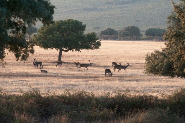 Los cazadores quieren seguir matando en los Parques Nacionales de Monfragüe y Cabañeros