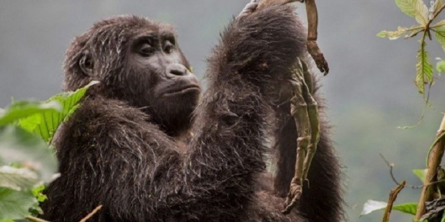 Llega a Madrid la exposición fotográfica sobre naturaleza Wildlife Photographer of the Year