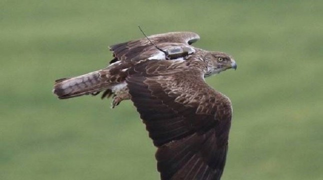 El Consejo Navarro de Medio Ambiente da el visto bueno al Catálogo de Especies Amenazadas