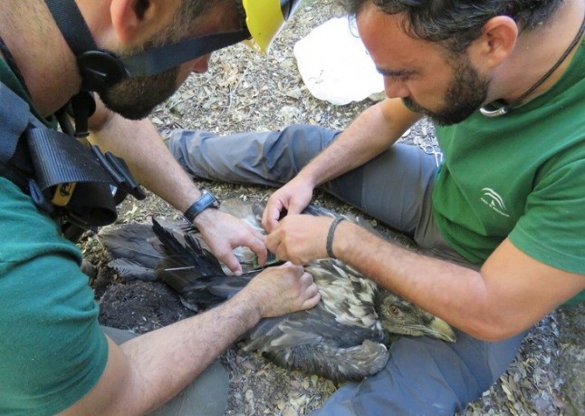 Marcaje de dos pollos de quebrantahuesos nacidos en libertad este año en Andalucía