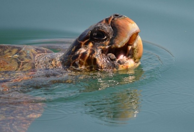 Guardia Civil y Equinac devuelven al mar a dos ejemplares de tortuga boba tras recuperarse de lesiones