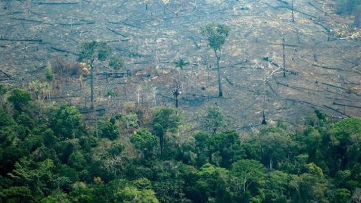 La Amazonía se reforestó siglos antes de llegar los europeos