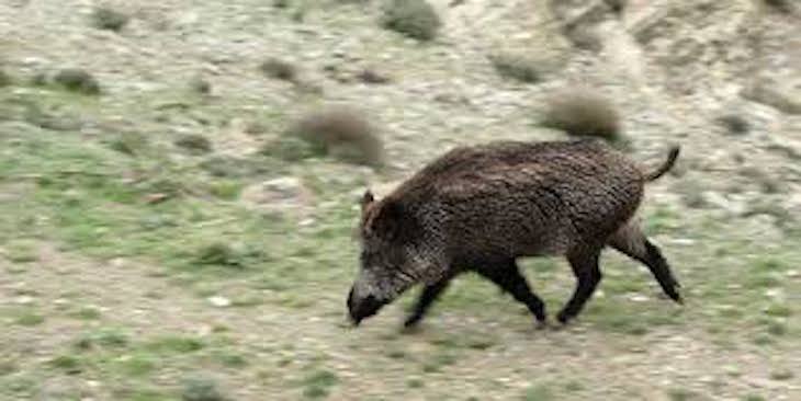 Galicia quiere consensuar un plan de gestión del jabalí que sirva para controlar su población