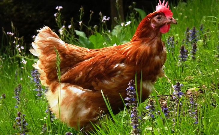 Las granjas avícolas españolas deberán mejorar las condiciones ambientales