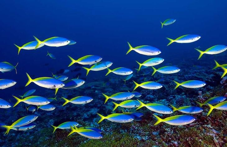 Nadar juntos ofrece beneficios hidrodinámicos a los peces
