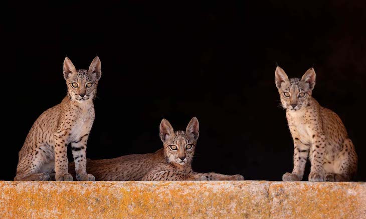 Buscamos nombre para tres cachorras de lince ibérico que han nacido en el marco del proyecto territorio lince