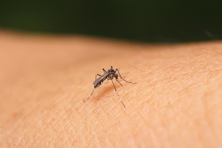 La mayor urbanización del planeta aumentará los mosquitos transmisores de infecciones