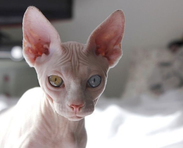 Gatas ‘esfinges’ con colores diferentes de los ojos