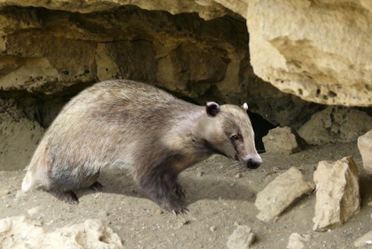 Luz sobre la evolución de los mamíferos gracias a una ‘bestia loca’