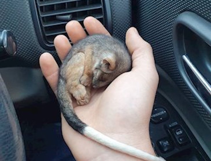 Salvan a una cría de zarigüeya tras los incendios forestales de Australia