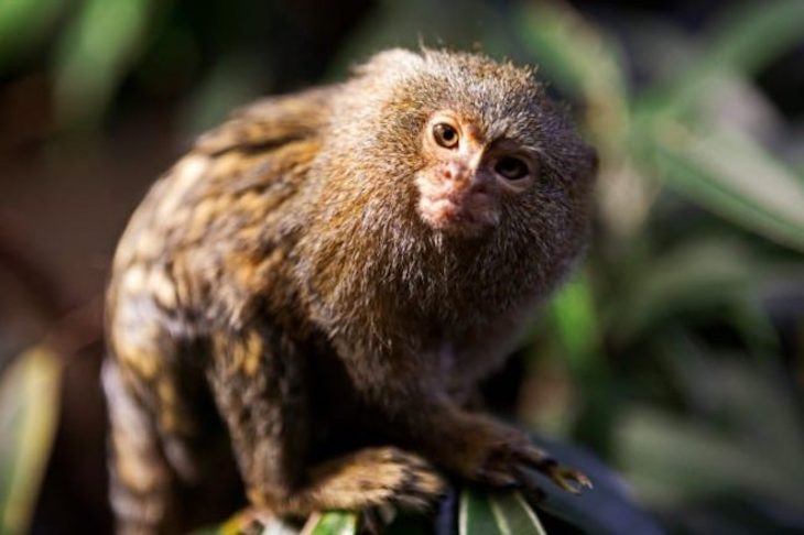 Dos especies diferentes de mono tienen el mismo color