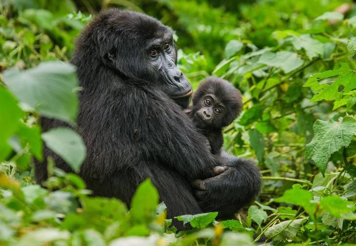 Qué hace falta para conocer a una familia de gorilas en Uganda