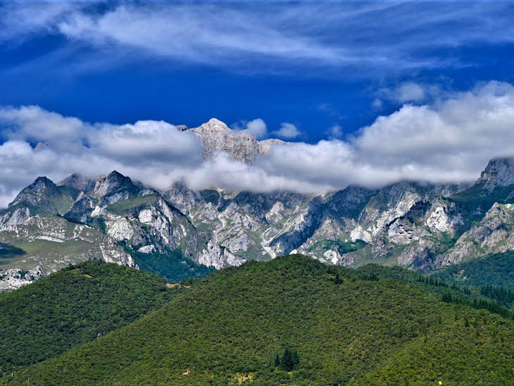 Las interacciones entre las plantas de alta montaña resultan claves para su supervivencia