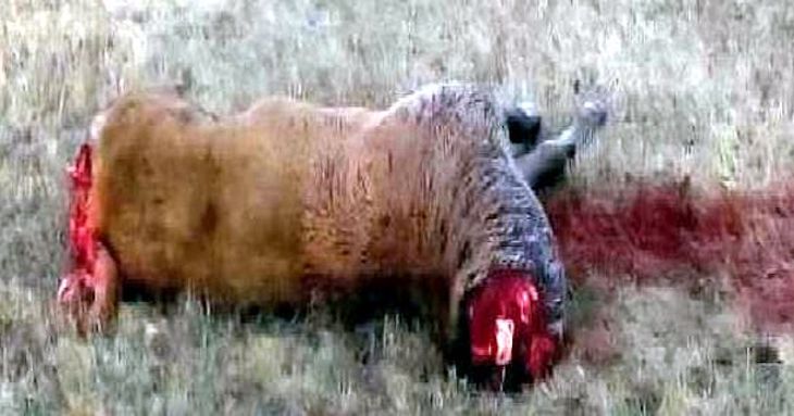 Guiño ‘institucional’ del furtivismo en la Montaña Palentina