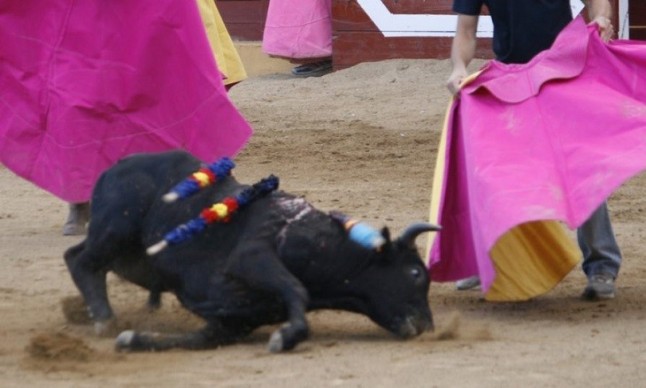 Tauromaquia sí