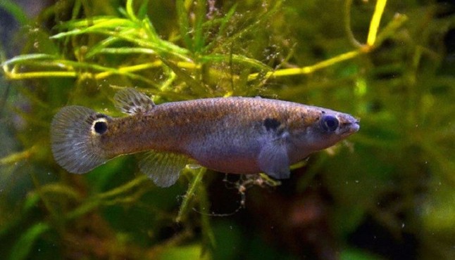 Los increíbles peces saltarines