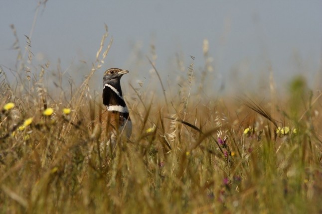 Éxito de la campaña de recuperación del sisón en Navarra