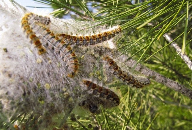Polémica a cuenta de la gestión de la procesionaria del pino en Baleares