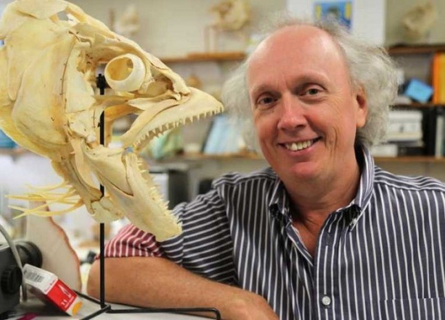 Un pez parecido a una piraña comía carne hace 150 millones de años