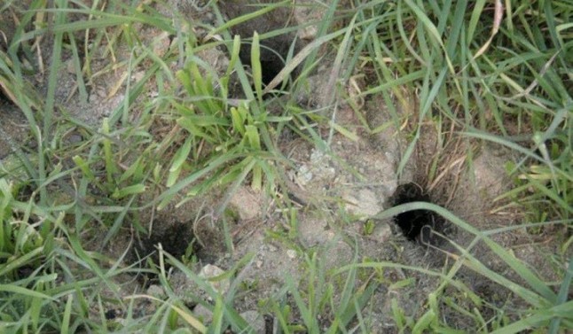 La Junta precisa que el TSJCyL no prohíbe las quemas contra las plagas de topillos en lindes