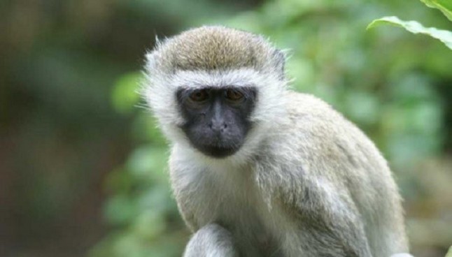 Los monos verdes aterrorizados con los drones