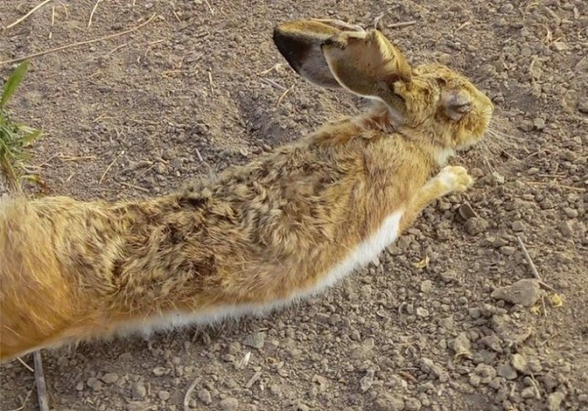 Cazadores piden suspender la caza de liebres en cotos con mixomatosis que afecta a 12 provincias de cinco CC.AA.