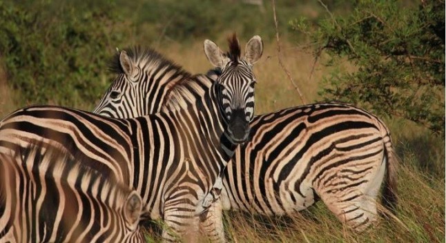 Las rayas blancas y negras no refrescan a las cebras